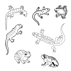 fise de colorat diverse